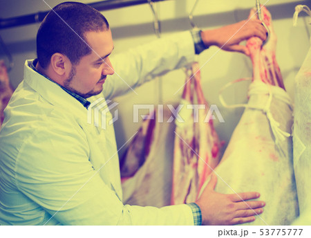 Butcher cutting fresh lamb meat Butcher cutting fresh lamb meat 53775777