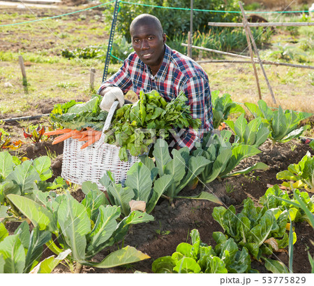 African gardener with harvest 53775829