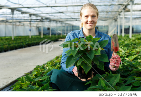 Woman working with poinsettia Woman working with poinsettia 53775846