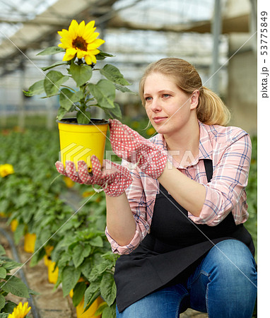 Female florist checking potted ornamental Helianthus 53775849