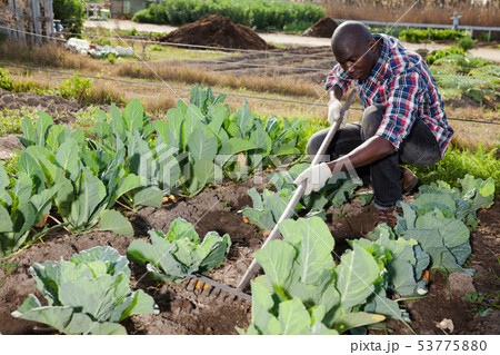 Male gardener working at homestead Male gardener working at homestead 53775880