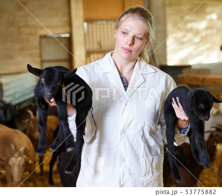 Woman veterinarian looking after little goats Woman veterinarian looking after little goats 53775882