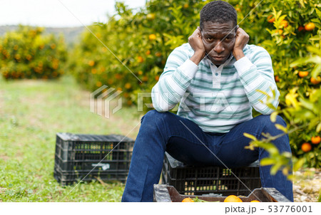Tired African-American farmer sitting on citrus plantation 53776001