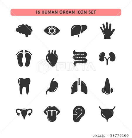 Human organ icon set Human organ icon set 53776160