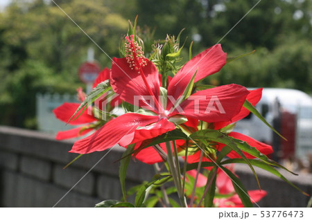 近隣の夏の花？　zoom 53776473