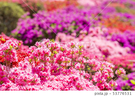 カラフルな花のボケをバックにピンクのツツジの花花の写真素材