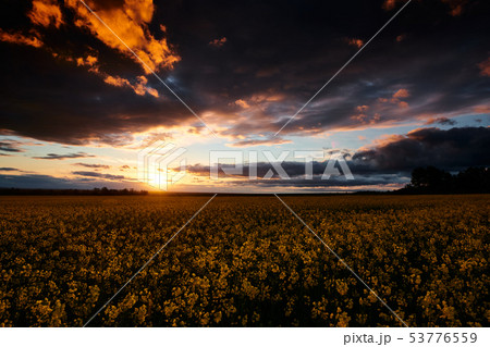 Timelapse of rapeseed flowers at evening. 53776559