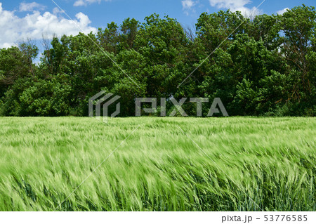 Green wheaten sprouts in the field and cloudy sky. 53776585