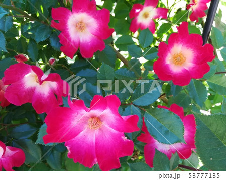 薔薇 薔薇 53777135