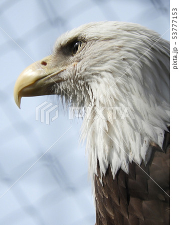 ハクトウワシ ハクトウワシ 53777153
