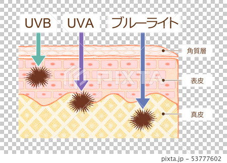 肌の断面図 肌の構造 肌の仕組み Uvaとuvbの違い ブルーライトのイラスト素材