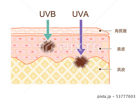 肌の断面図 肌の構造 肌の仕組み Uvaとuvbの違いのイラスト素材