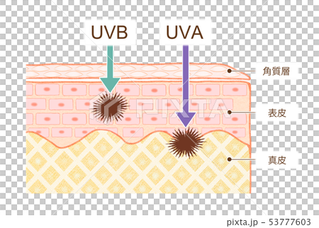 Illustration of a cross section of the skin Difference between UVA and UVB 53777603