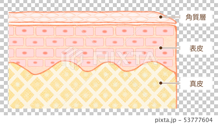肌の断面図　肌の構造　肌の仕組み 53777604