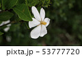 くちなし 53777720