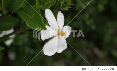 くちなし 53777720