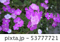 なでしこ 53777721