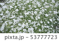 カスミソウ 53777723