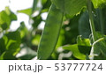 さやえんどう 53777724
