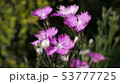 なでしこ 53777725
