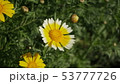 春菊 53777726