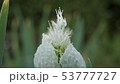 ネギの花 53777727