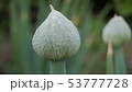 ネギの花 53777728