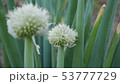 ネギの花 53777729