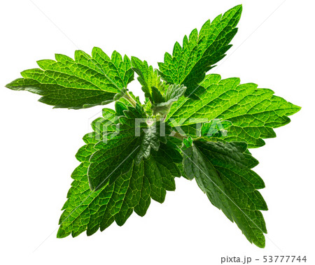 Catnip leaves n. cataria, paths 53777744