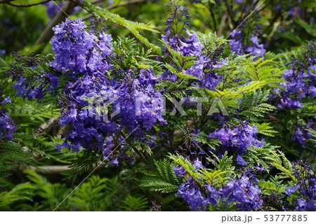 熱海 ジャカランダの花 熱海 ジャカランダの花 53777885