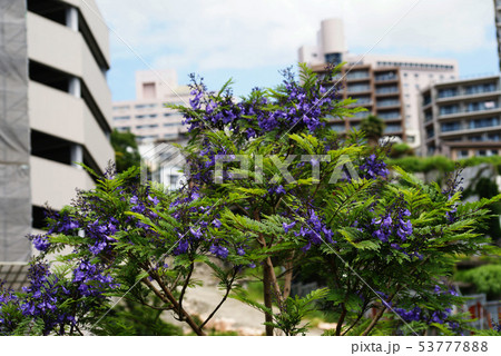 熱海 ジャカランダの花 熱海 ジャカランダの花 53777888