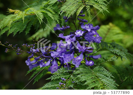 熱海 ジャカランダの花 熱海 ジャカランダの花 53777890