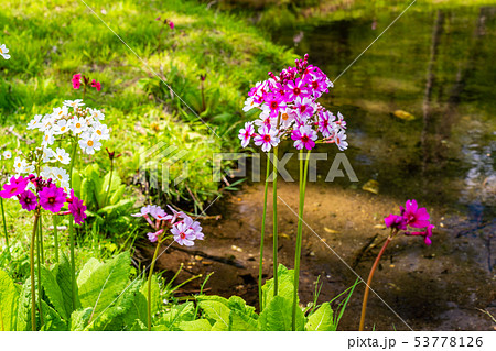 (栃木県)奥日光・千手が浜のクリンソウ (栃木県)奥日光・千手が浜のクリンソウ 53778126