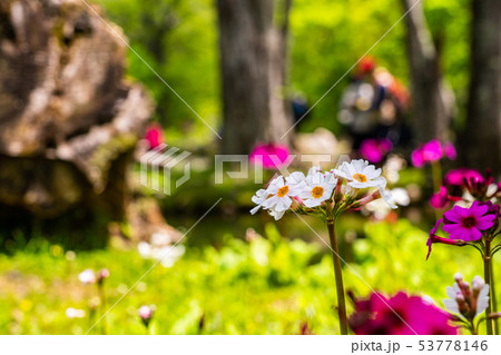 （栃木県）奥日光・千手が浜のクリンソウ 53778146