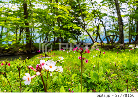 （栃木県）奥日光・千手が浜のクリンソウ 53778156