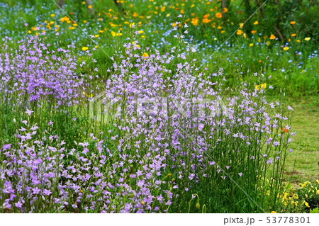 5月 鎌倉840ｶﾝﾊﾟﾆｭﾗ ｷｷｮｳ科 日比谷花壇大船ﾌﾗﾜｰｾﾝﾀｰの写真素材