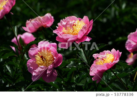 5月 鎌倉813シャクヤク園・日比谷花壇大船フラワーセンター 5月 鎌倉813シャクヤク園・日比谷花壇大船フラワーセンター 53778336