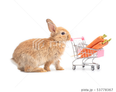 Shopping rabbit outlet