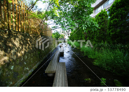 三島市 源兵衛川 53778490