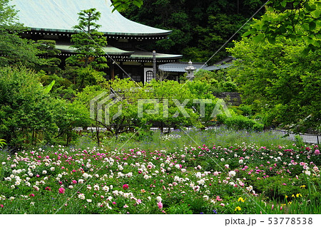 5月　鎌倉768龍宝寺本堂とｼｬｸﾔｸ群生地 53778538