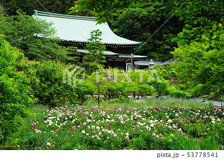 5月　鎌倉765龍宝寺本堂とｼｬｸﾔｸ群生地 53778541
