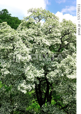 ナンジャモンジャ 53779011