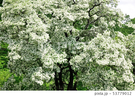 ナンジャモンジャ 53779012