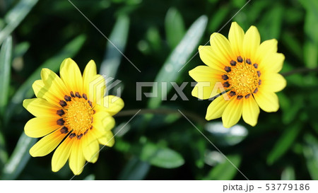 ガザニア 53779186