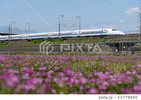 蓮華草と東海道新幹線N700系 53779940