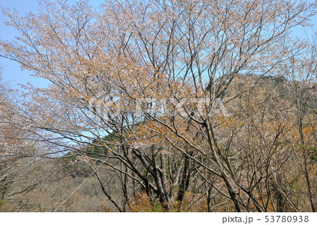 ため池の桜 53780938