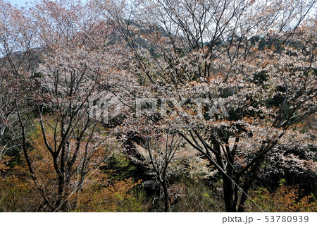 ため池の桜 53780939