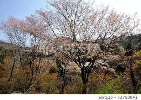 ため池の桜 ため池の桜 53780941