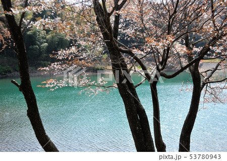 ため池の桜 53780943