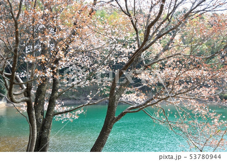 ため池の桜 53780944